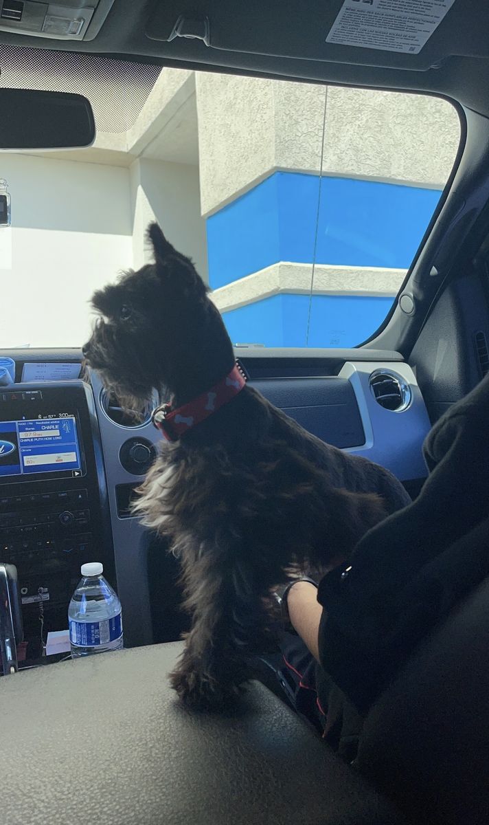 mini Schauzer/ Poodle Mixed - Females