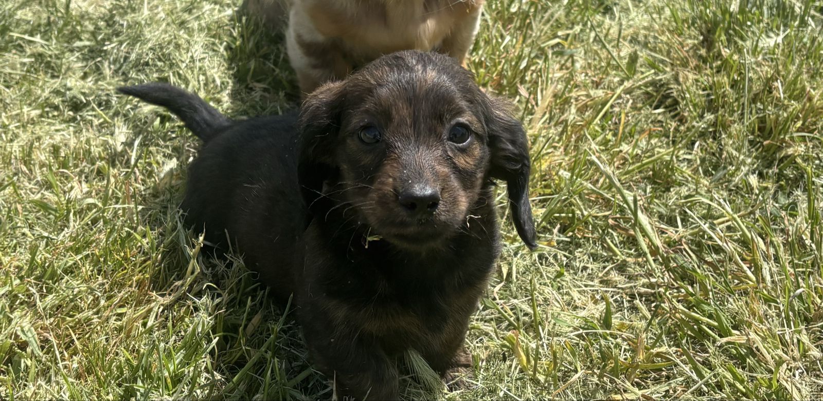Mother’s Day Longhaired mini Dachshunds