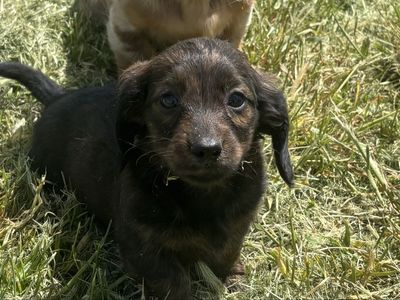 Mother’s Day Longhaired mini Dachshunds
