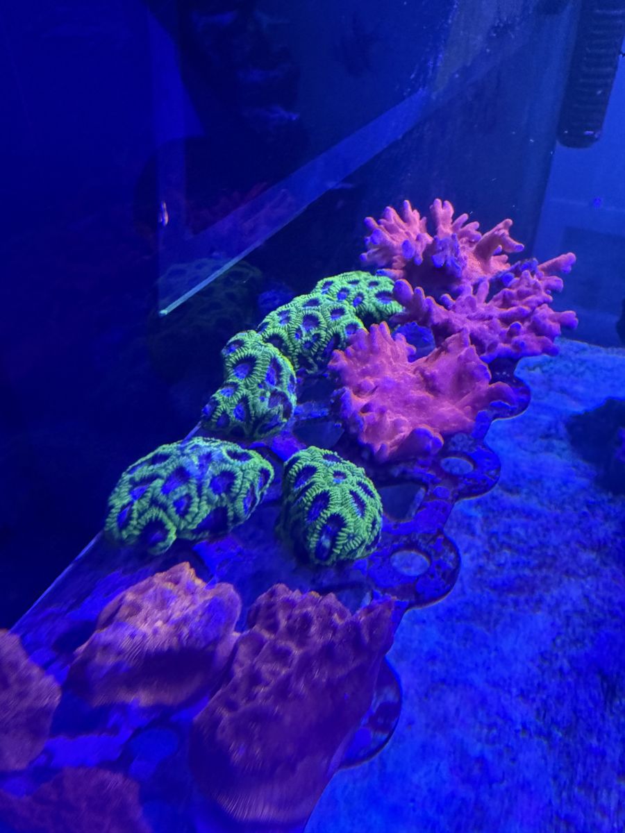 Mini colonies for sale