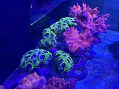 Mini colonies for sale