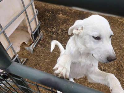 Great Pyrenees puppy