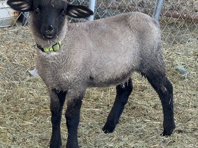 Suffolk Ewes