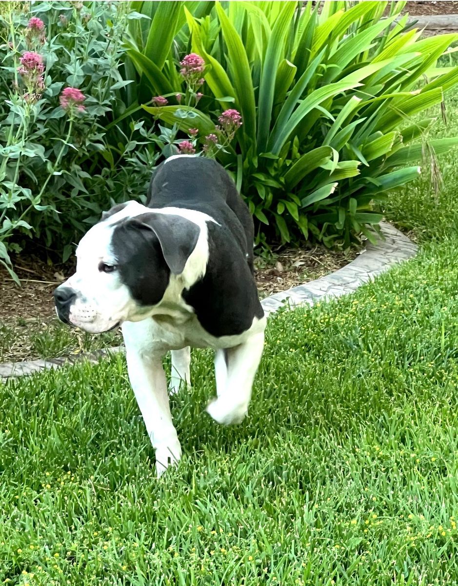 Pitbull Puppy