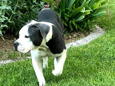 Pitbull Puppy