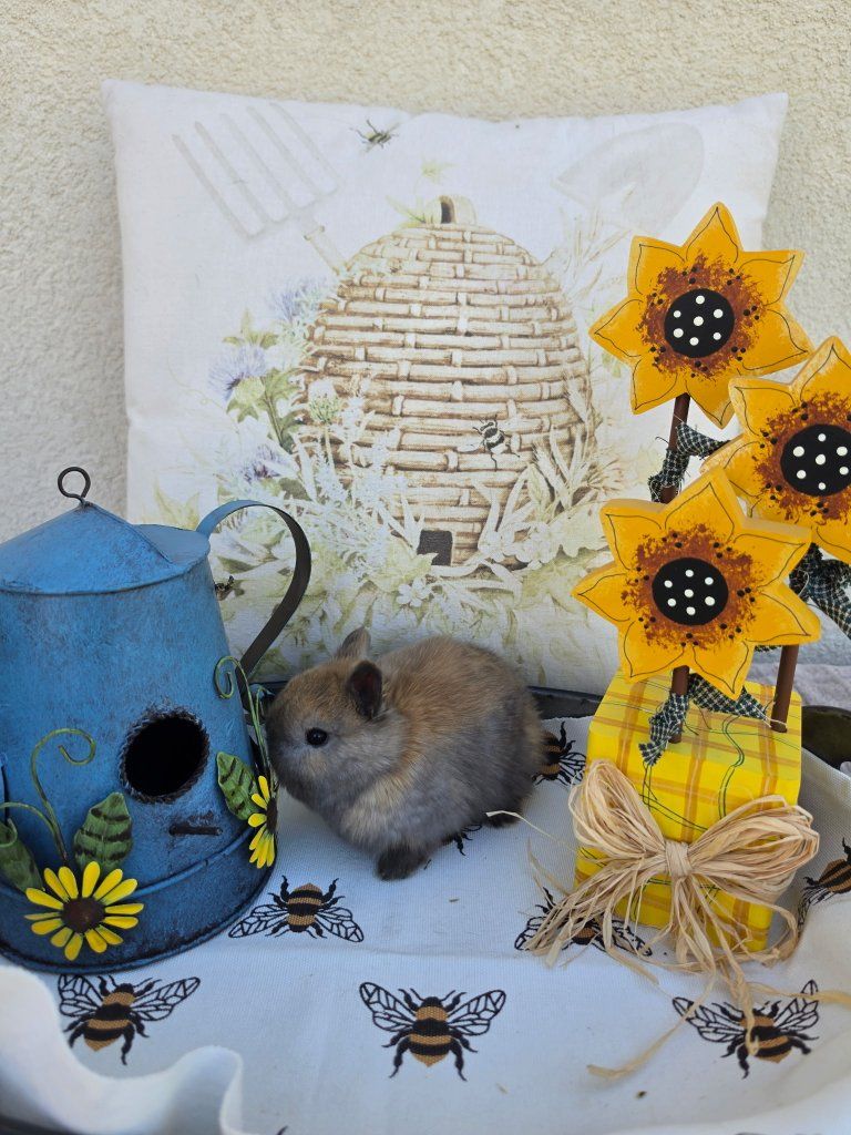 Black Tort Netherland Dwarf Doe