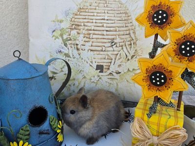 Black Tort Netherland Dwarf Doe