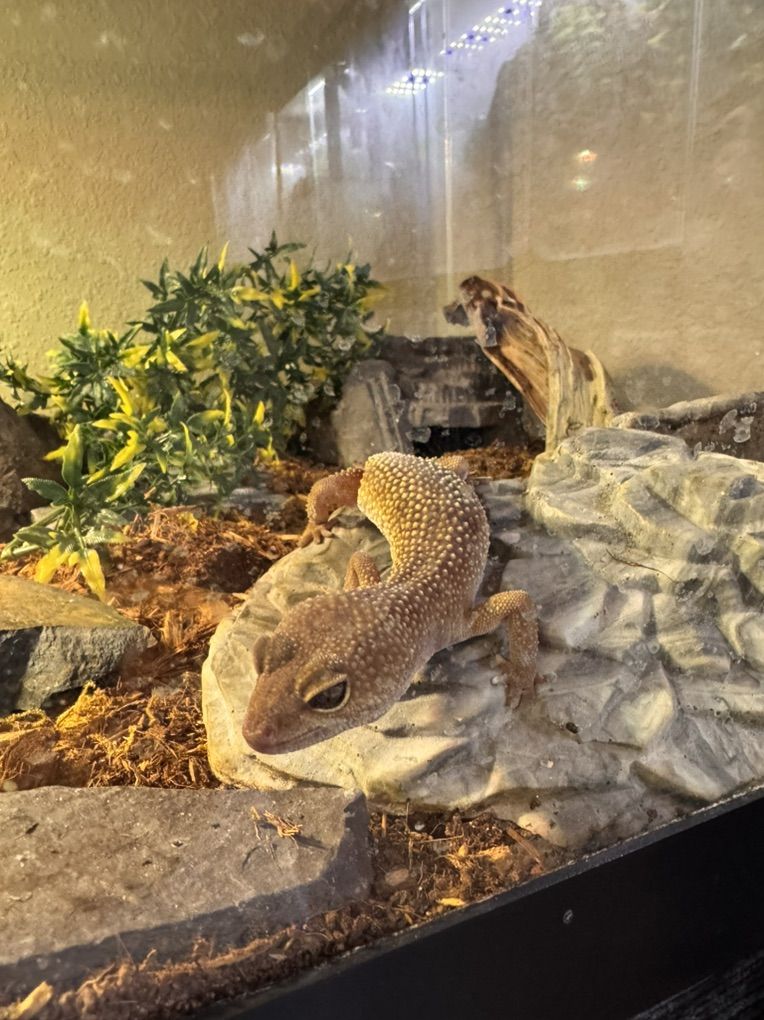 Leopard Gecko And Tank