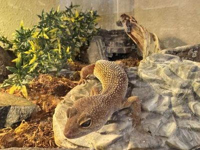 Leopard Gecko And Tank