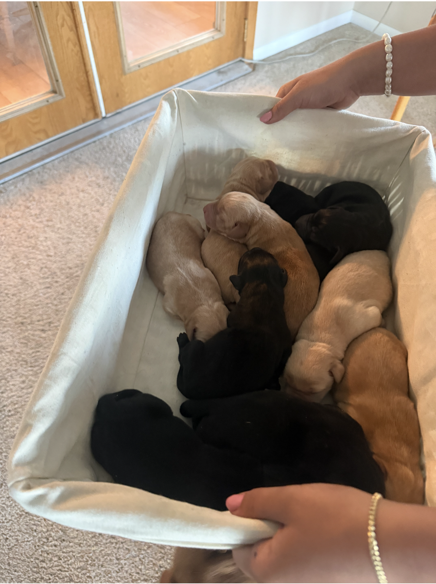 AKC Registered Labrador Retriever Puppies