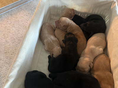 AKC Registered Labrador Retriever Puppies