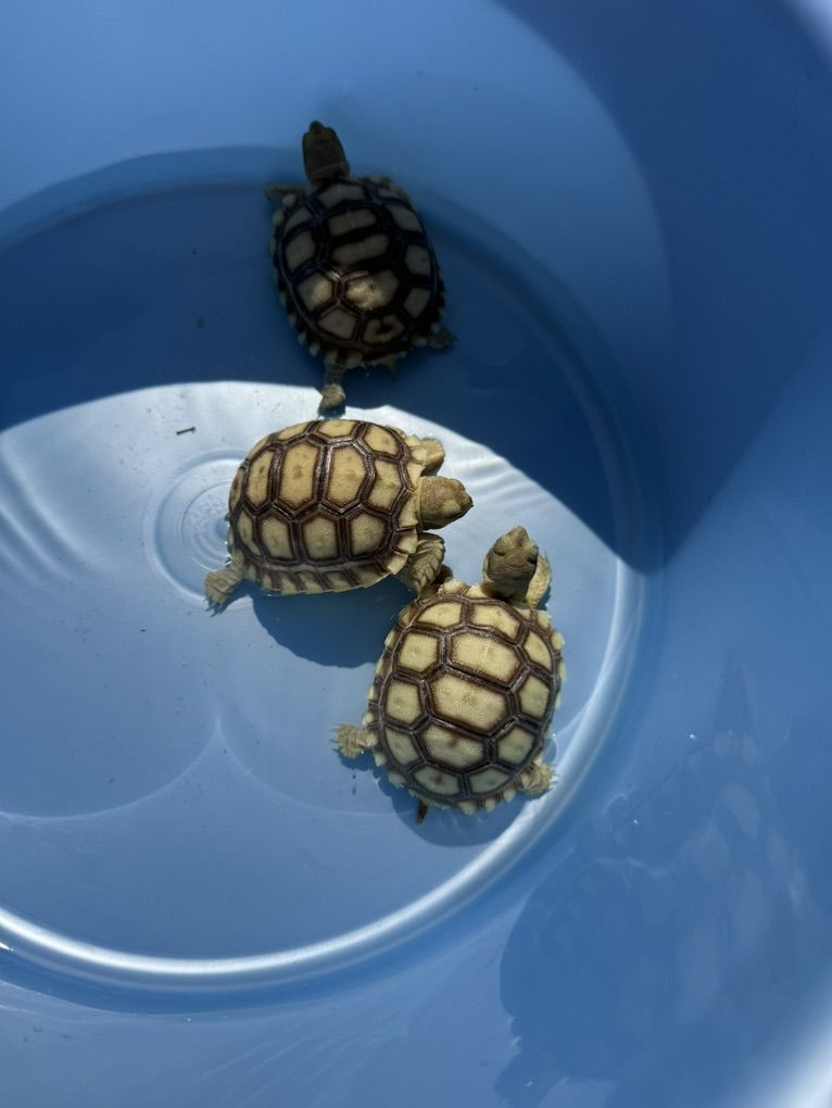 Baby sulcata tortoise