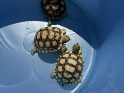 Baby sulcata tortoise