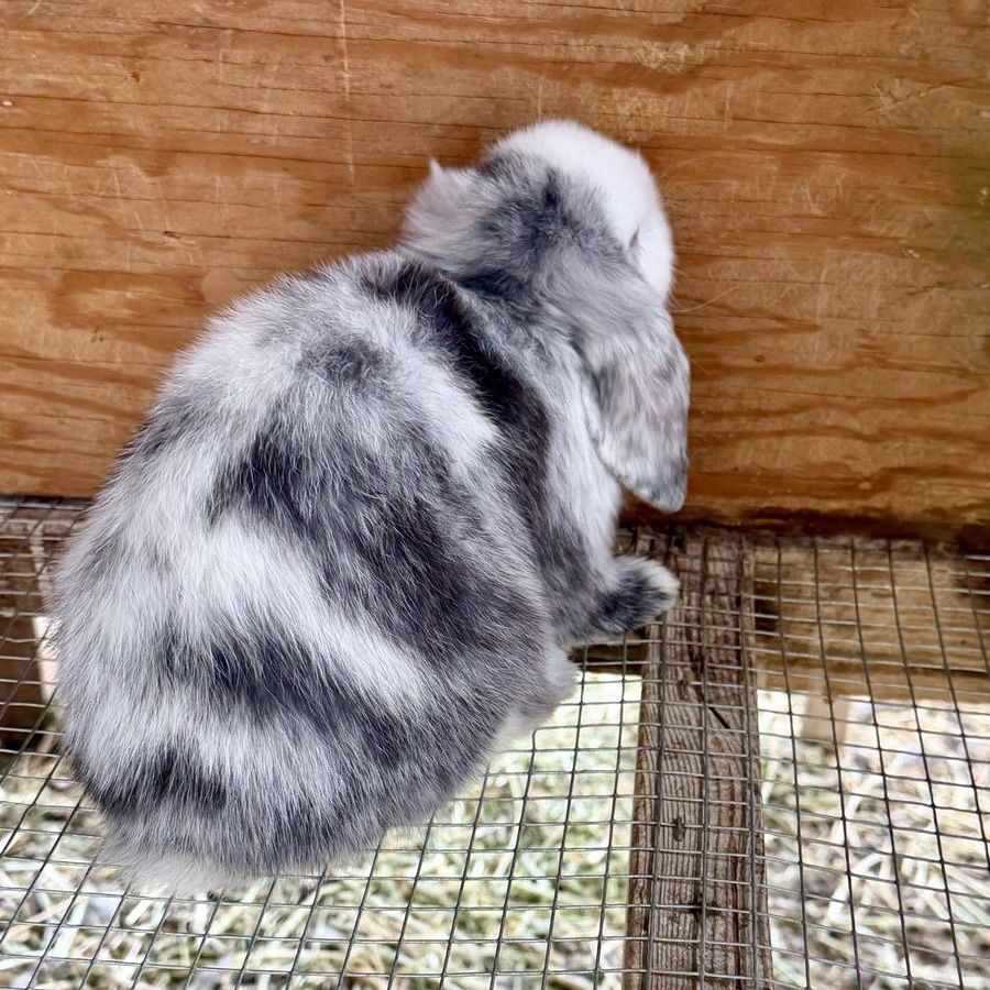 Holland Lop Doe *CAN MEET ON THE WAY TO SALT LAKE 07/17*