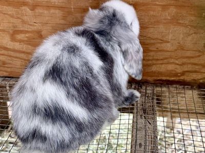 Holland Lop Doe *CAN MEET ON THE WAY TO SALT LAKE 07/17*