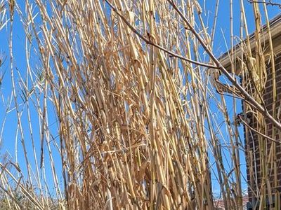 Bamboo Bare Roots (Rhizomes) ***FREE***