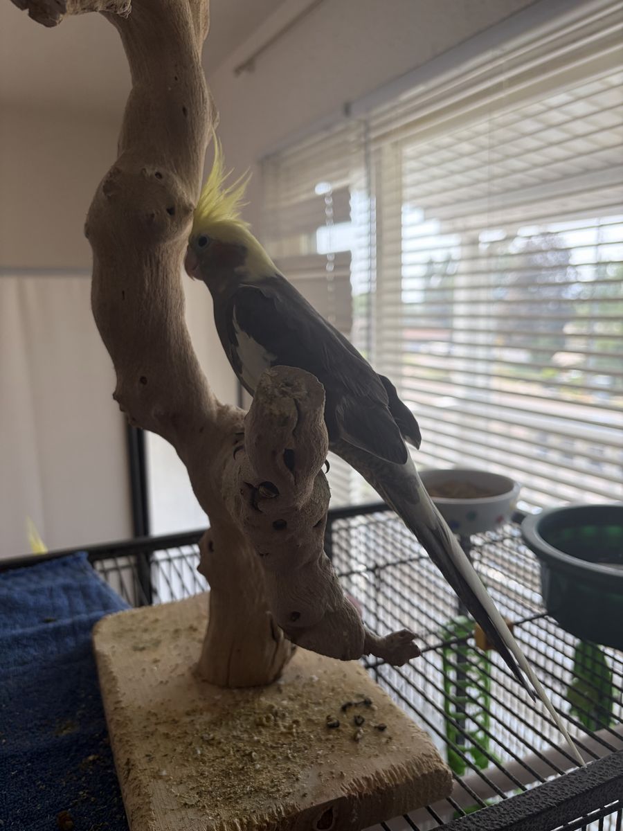 Cockatiel with Classic Grey Plumage