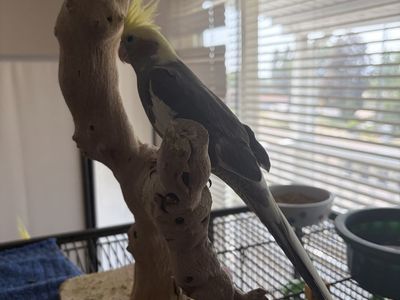 Cockatiel with Classic Grey Plumage