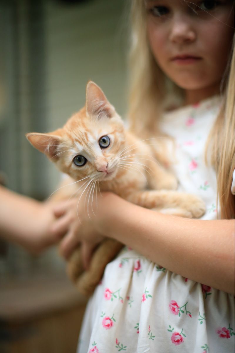 Kittens for sale