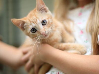 Kittens for sale