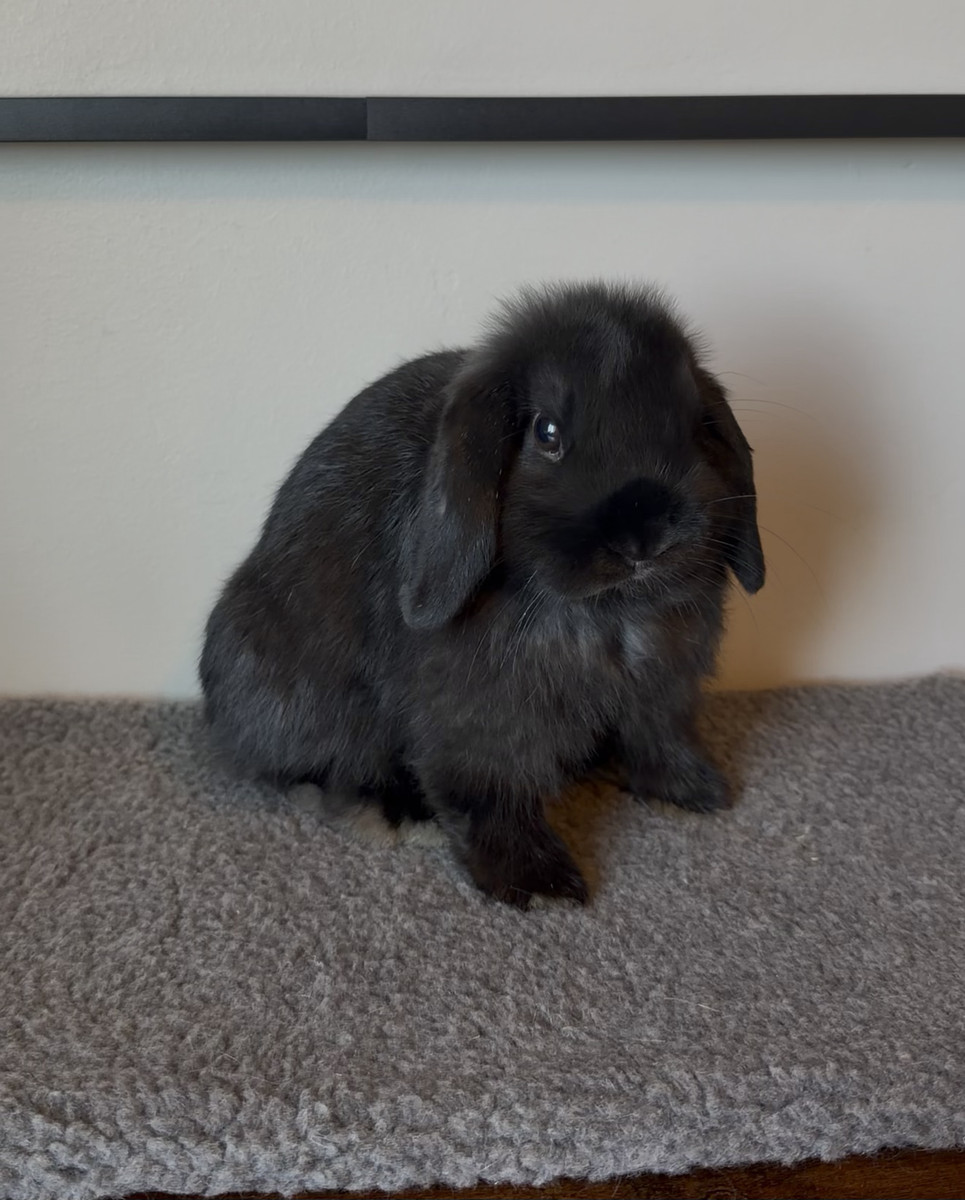 Black Holland Lop Buck