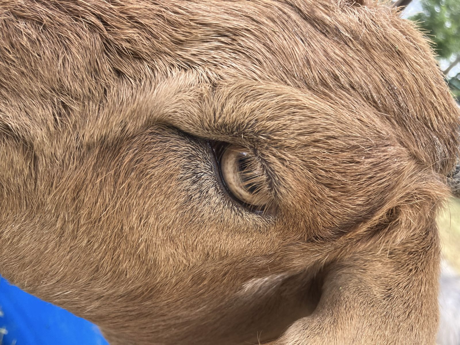 Sweet female year old boer goat