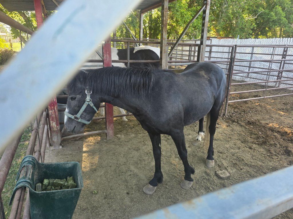 pony for sale