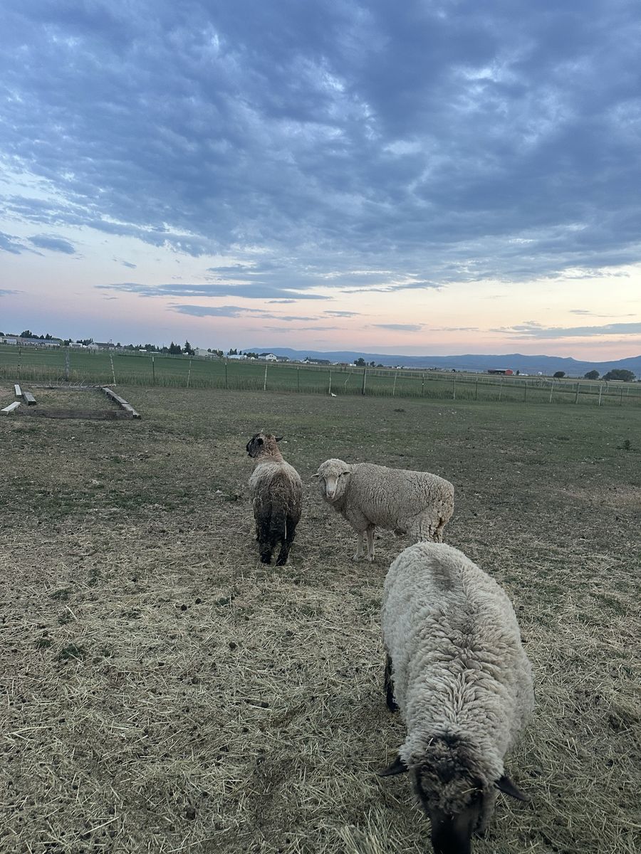 3 Rams