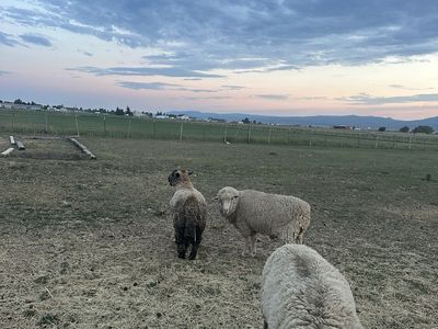 3 Rams