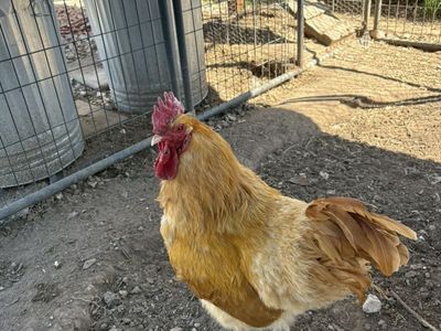 Roosters Buff Orpington & Lavender Orpington
