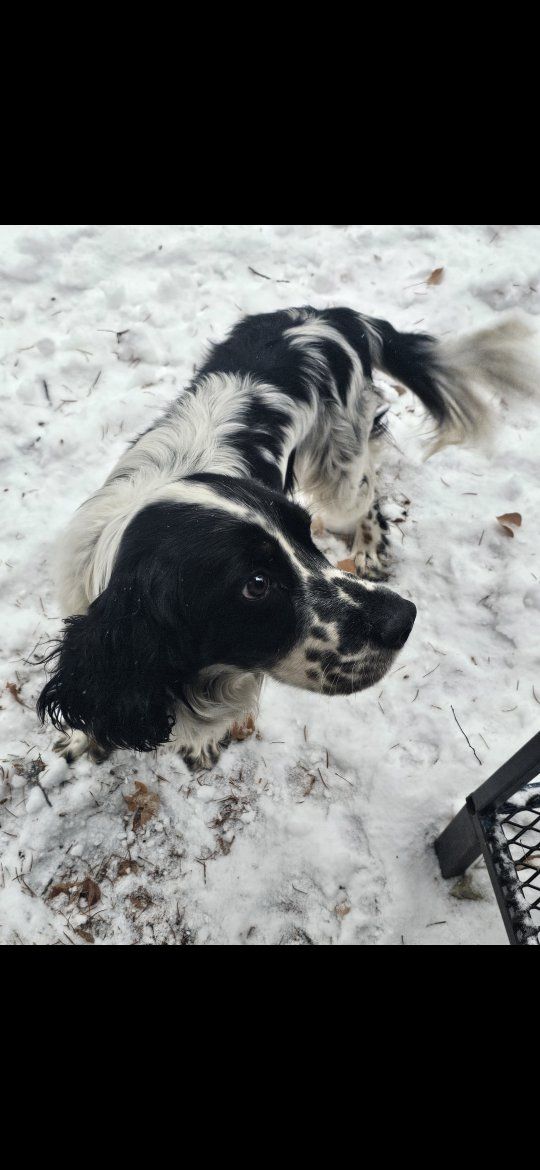 Male English Springerspaniel