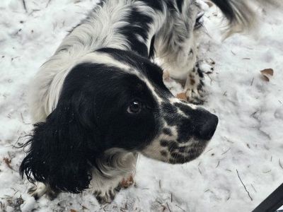 Male English Springerspaniel