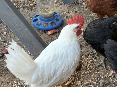Leghorn Rooster 10 weeks old