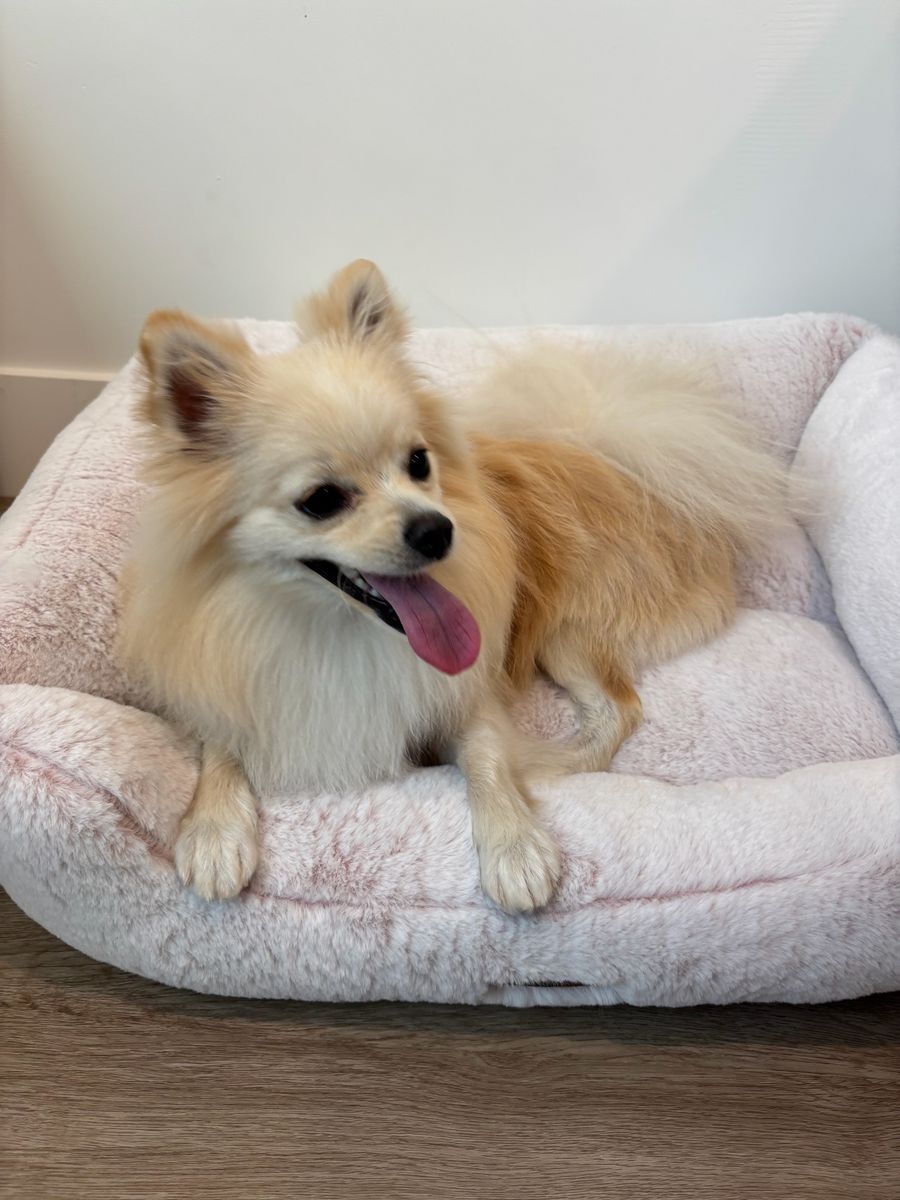 Pomeranian