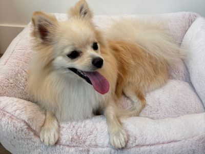 Pomeranian