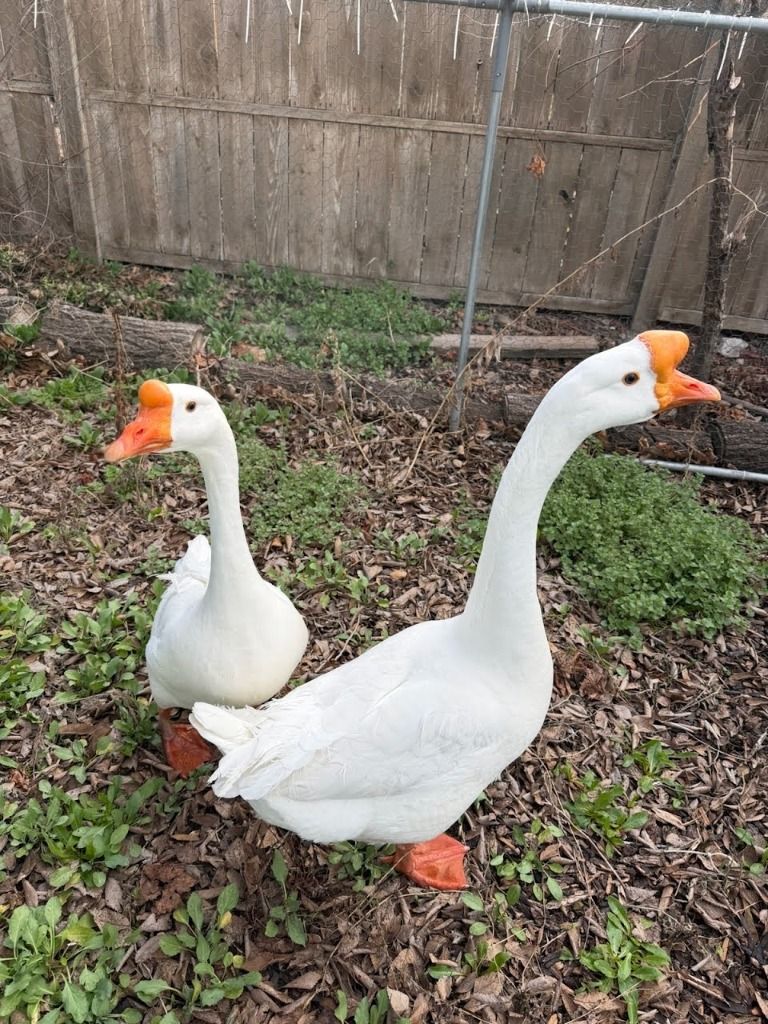 June and George the Goose Pair