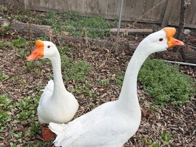 June and George the Goose Pair