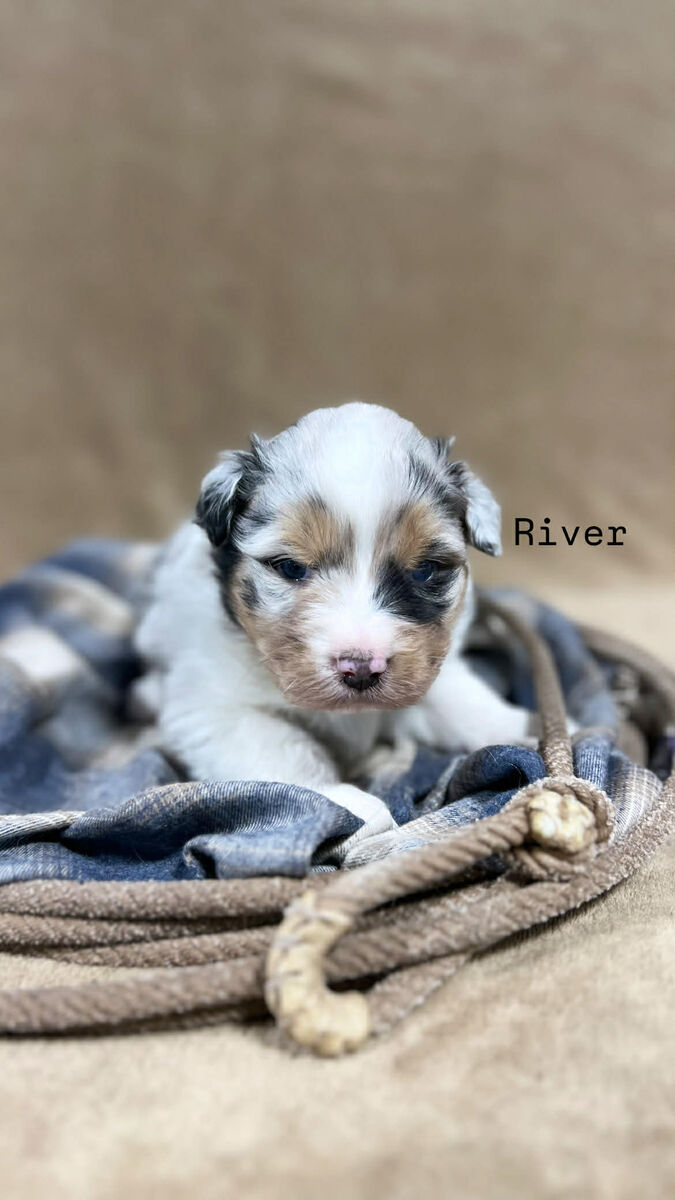 Beautiful Registered Australian shepherd puppies