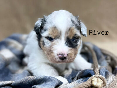Beautiful Registered Australian shepherd puppies
