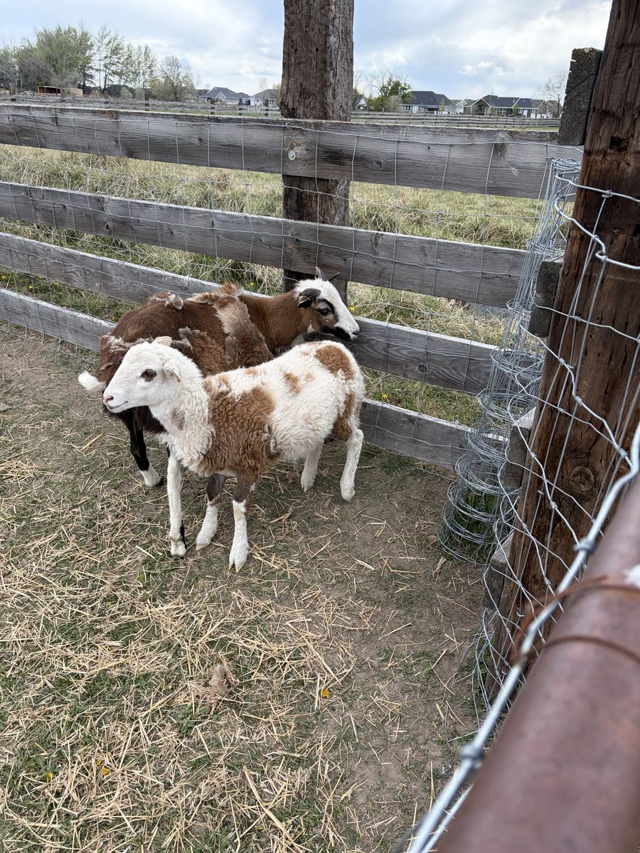 Katahdin Ram Lamb (hair sheep)