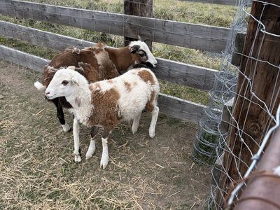 Katahdin Ram Lamb (hair sheep)