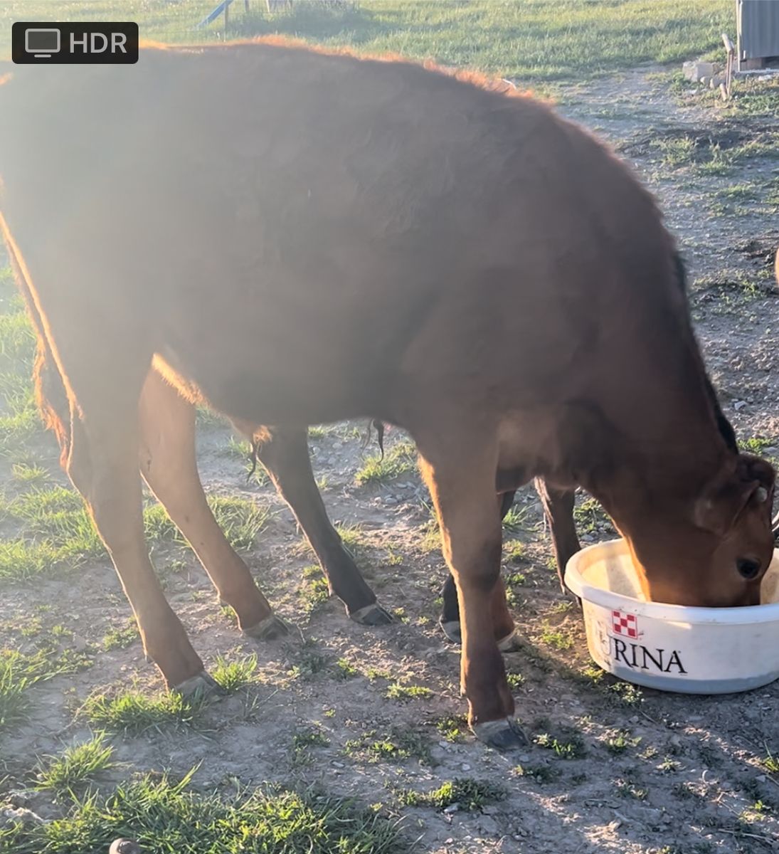 Grass calves -  Steers
