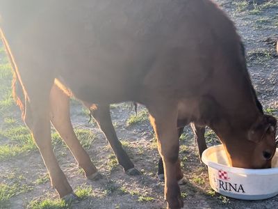 Grass calves - Steers
