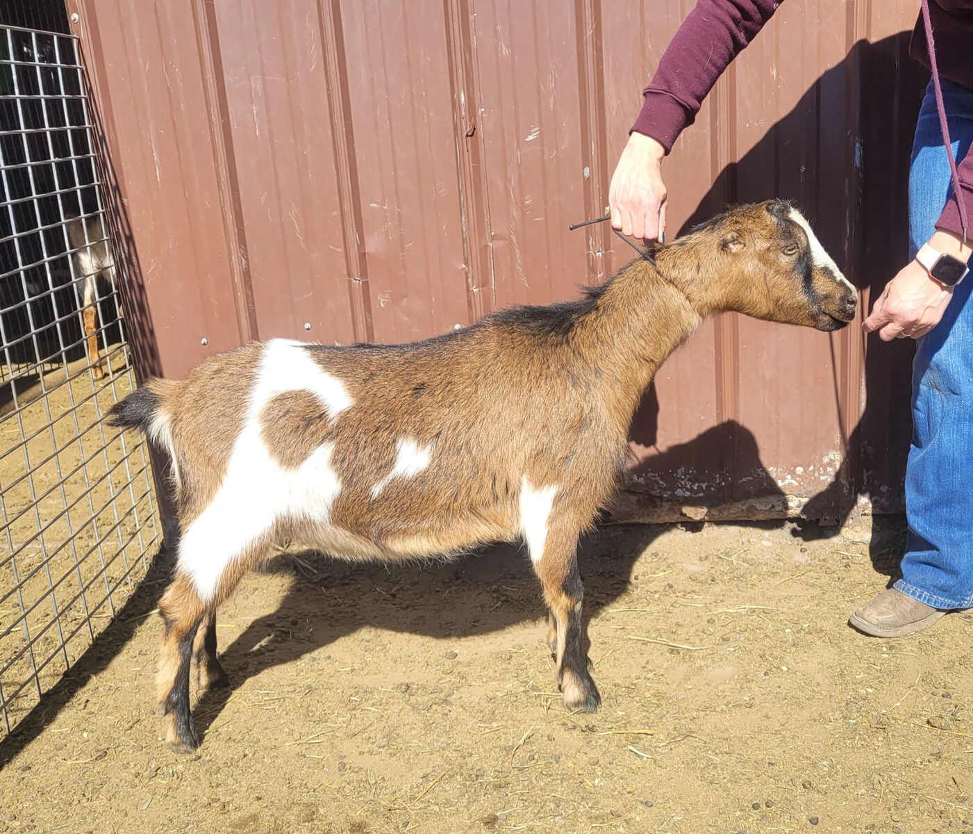 Mini-Lamanchas, wonderful dairy goats!