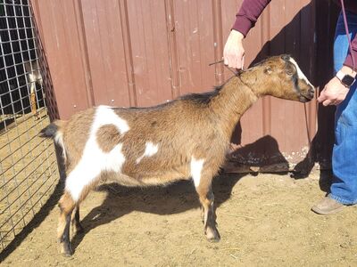 Mini-Lamanchas, wonderful dairy goats!