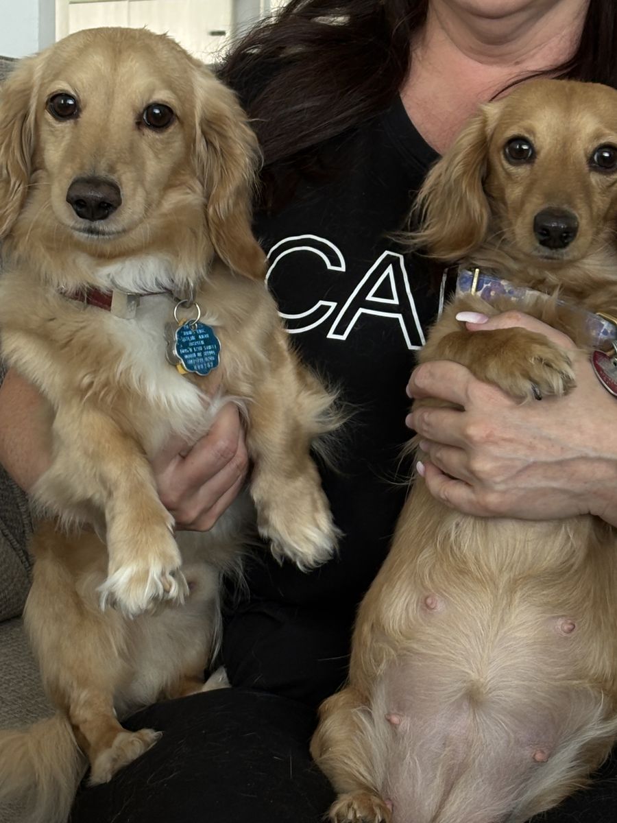 AKC Mini Cream Dachshund Litter Coming