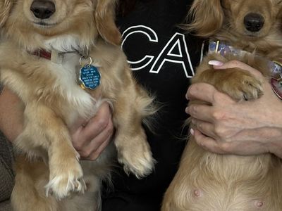 AKC Mini Cream Dachshund Litter Coming