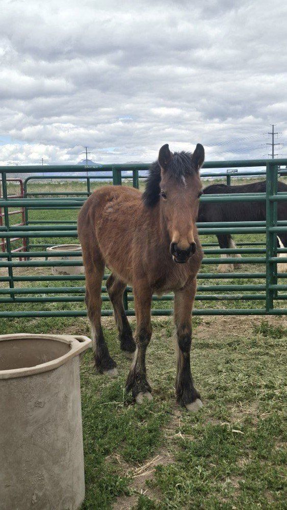 Warm blood Gypsy cross