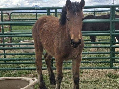 Warm blood Gypsy cross