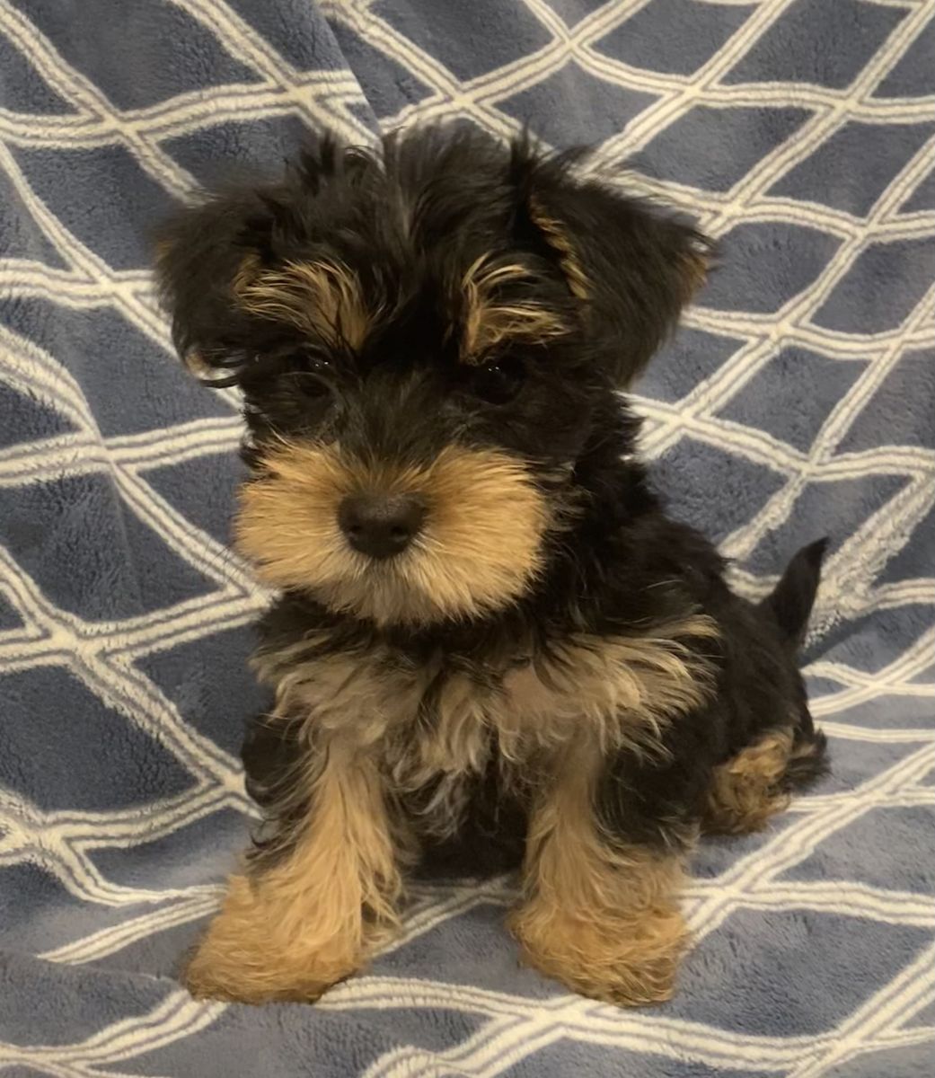 Adorable Yorkshire Terrier Puppies - Ready for Their Forever Homes!